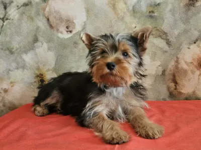 Yorkshire Terrier - Cirano