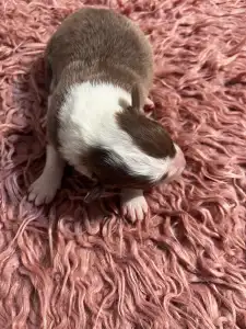 Border Collie - Barna Szuka
