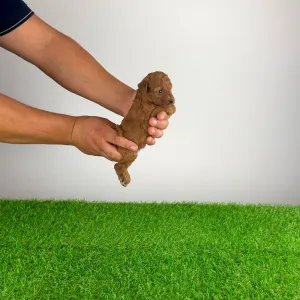 Toy uszkár - Filly