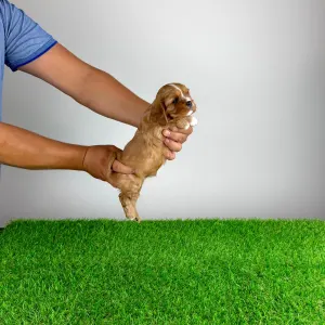 Cavalier King Charles Spaniel - Weeny