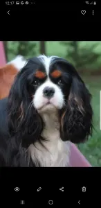 Cavalier King Charles Spaniel - Redstone Cavalier