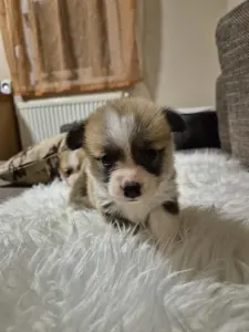 Welsh Corgi Pembroke - Olgi