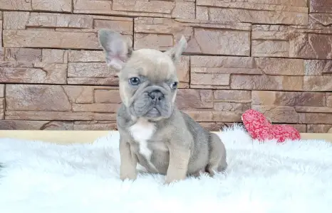 French Bulldog - Vera