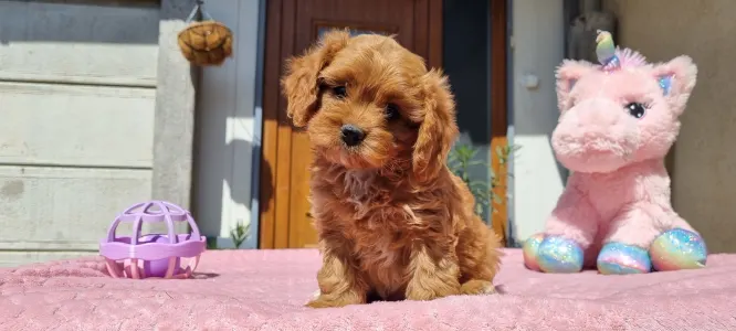 Cavapoo - Cuki
