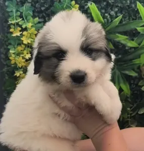 Pyrenean Mountain Dog - Candybelldream Escobar