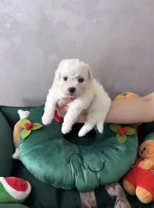 Bichon frisé - Angel