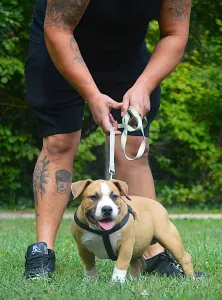 American Bully - Pocket - Artur