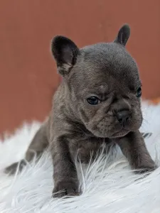 French Bulldog - Léna