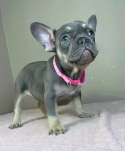 Bouledogue français - Dalma 