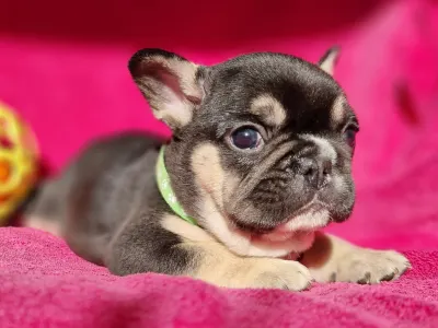 French Bulldog - Negro