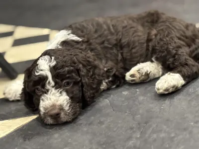 Španělský vodní pes - El  Dorado 