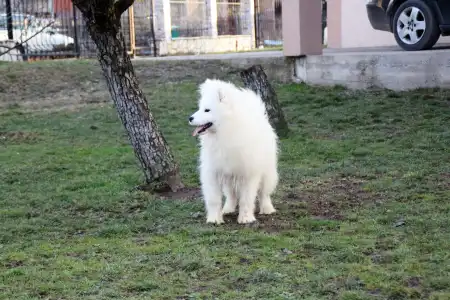 Samoyed - Echo