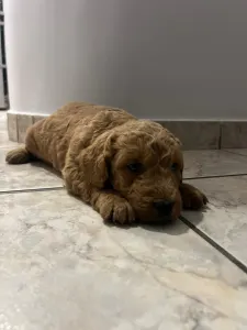 Goldendoodle - Goldendoodle Max