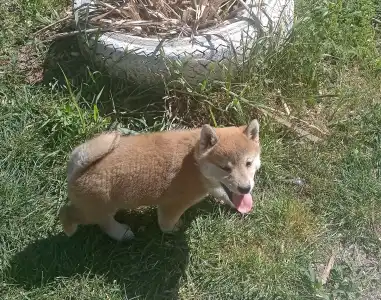 Shiba - Scamp Crowd Fantana