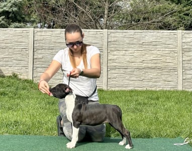 American Staffordshire Terrier - Beverly Of Fianna Team