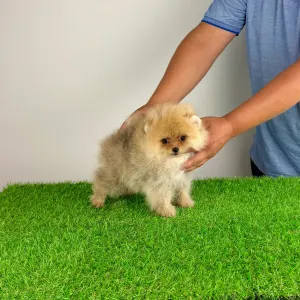 Pomeranian - Diamond