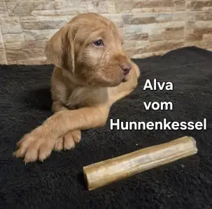 Hungarian Wire-haired Vizsla - Alva Vom Hunnenkessel