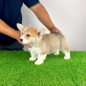 Corgi galez Pembroke - Cosima