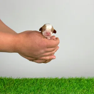 Cavalier King Charles Spaniel - Kyrill