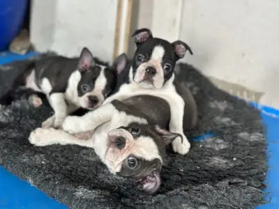 Boston Terrier - Yumba Nero Di Angelo