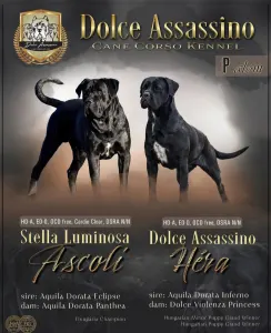 Cane Corso Italiano - Dolce Assassino Polina