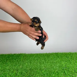 Yorkshire Terrier - Yogo