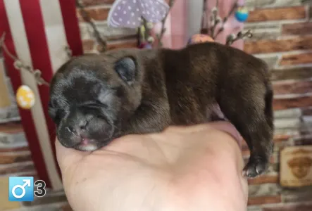 French Bulldog - Ragnar