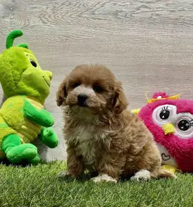 Maltipoo - Peppy