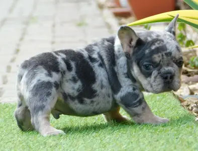 French Bulldog - Alex 