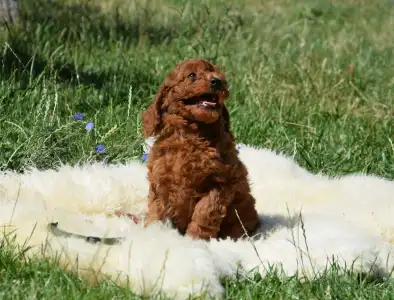 Poodle Medium - Chianti