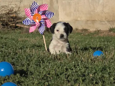 Terrier tibetan - Jetro