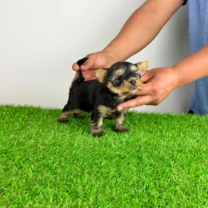 Yorkshire Terrier - Wolke