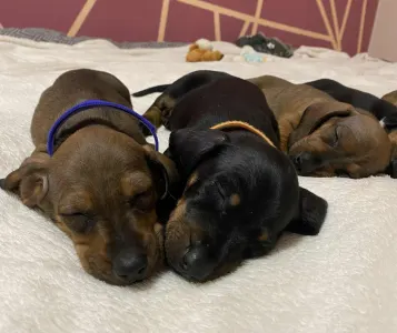 Dachshund - Mr. Orange