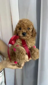 Той-пудель - Riella Royal Legend Of The Kanis