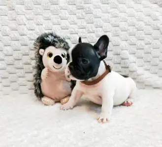 Francia bulldog - Gara