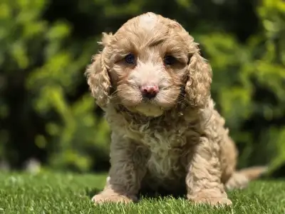 Cavapoo - Terence