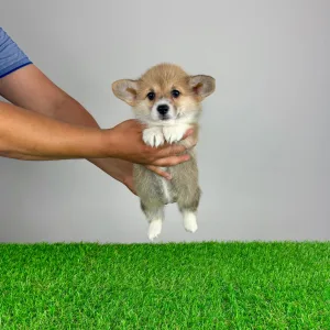 Welsh Corgi Pembroke - Ripley