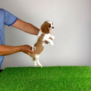 Cavalier King Charles spániel - Pepsi