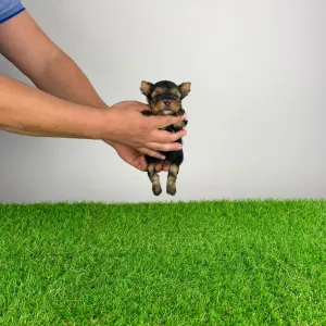 Jorkširski terijer - Monty