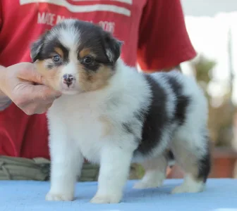 Australian Shepherd - Dailos Presious Little Diamond
