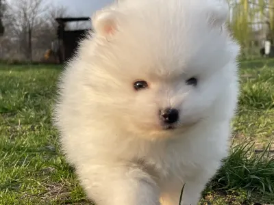 German Pomeranian Spitz - Sheldon