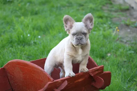 Francia bulldog - Urus
