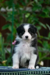 Australian Shepherd - Winstead Luxe Valor