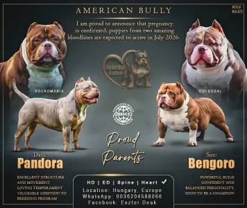 American Bully - Pocket - Zaria