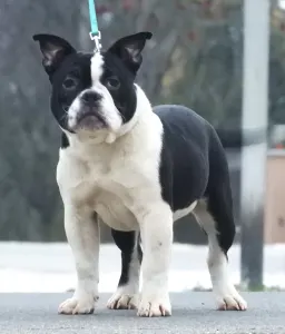 American Bully - Pocket - Bella
