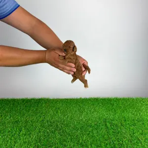 Poodle Toy - Xilli