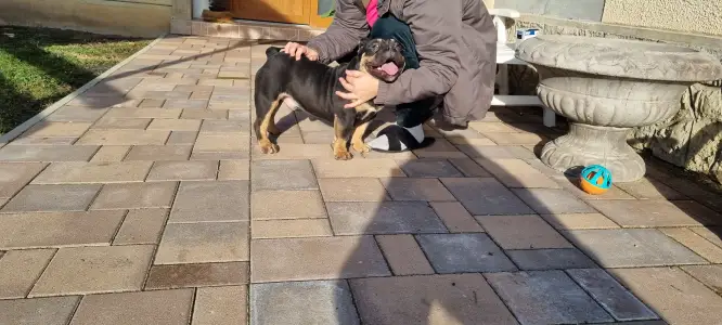 Amerikai Bully - Pocket - Bagira