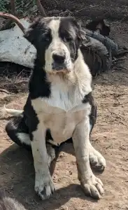 Central Asia Shepherd Dog - Dukhtar Iz Zamka Larisi