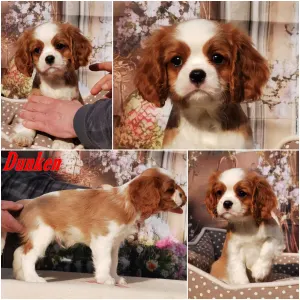 Cavalier King Charles spániel - Dunken
