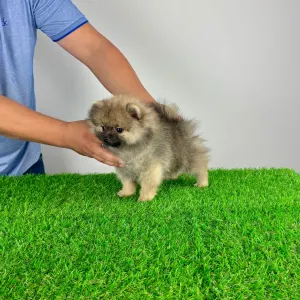 Pomeranian - Gali